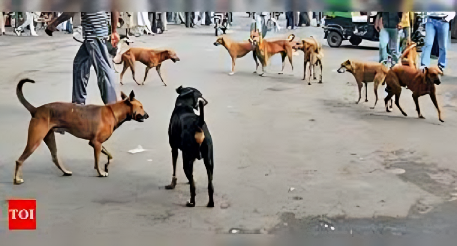 Picture of Surat: Increased terror of stray dogs, more than 30 people are attacked every day, 