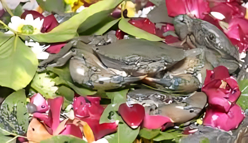 Picture of Why live crabs are offered to Lord Shiva in this temple of Surat 