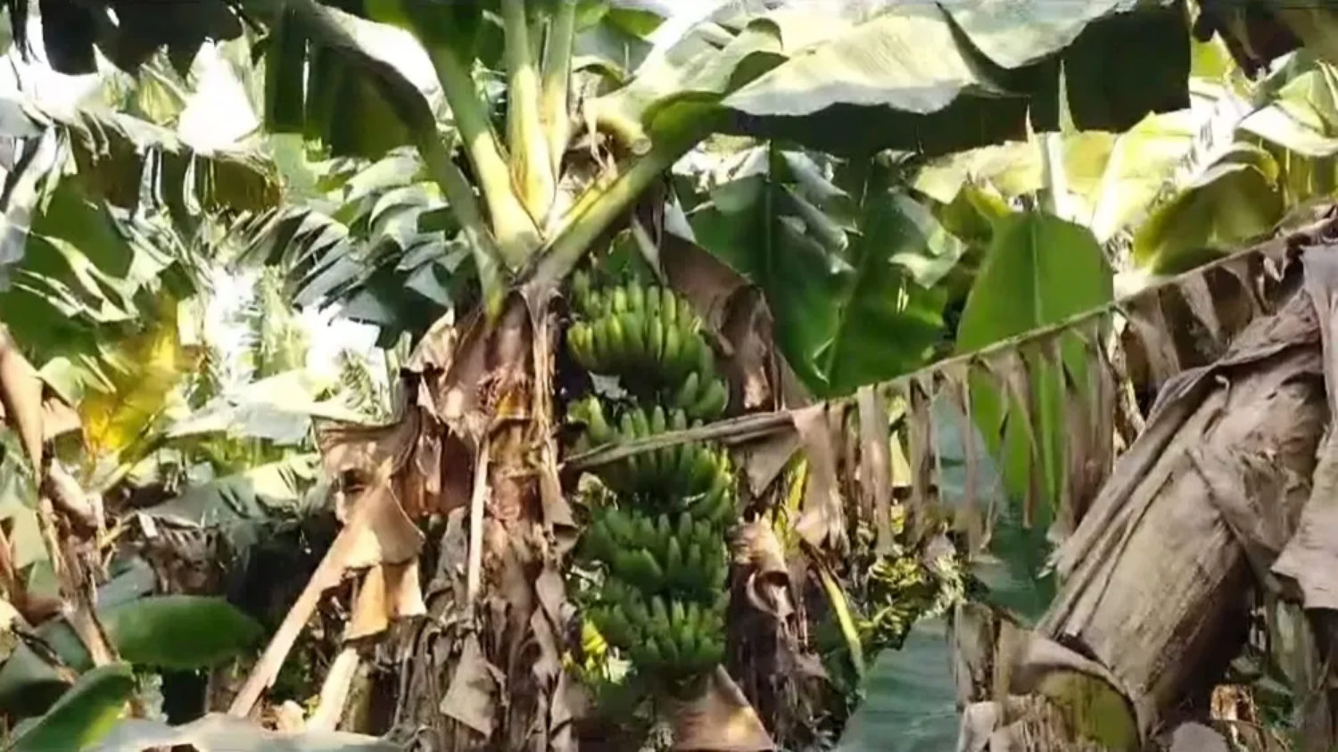 Papaya and Banana Cultivation Makes Young Farmer Wealthy, Smell of Ghee Spreads to Mumbai की तस्वीर