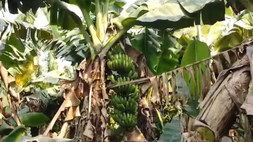 Picture of Papaya and Banana Cultivation Makes Young Farmer Wealthy, Smell of Ghee Spreads to Mumbai