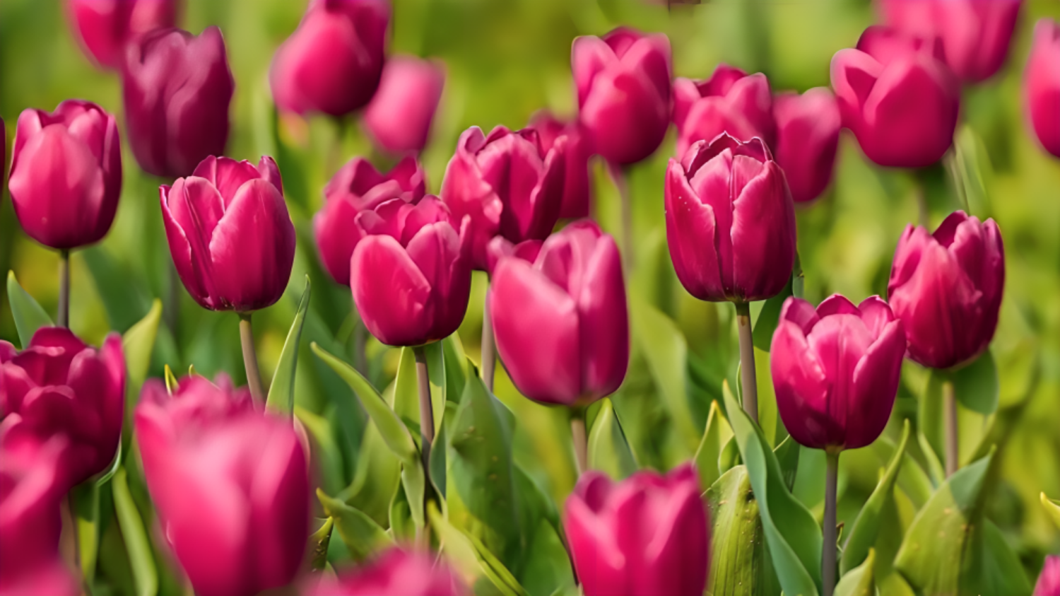 If you are visiting Delhi, then you must visit the Tulip Festival की तस्वीर
