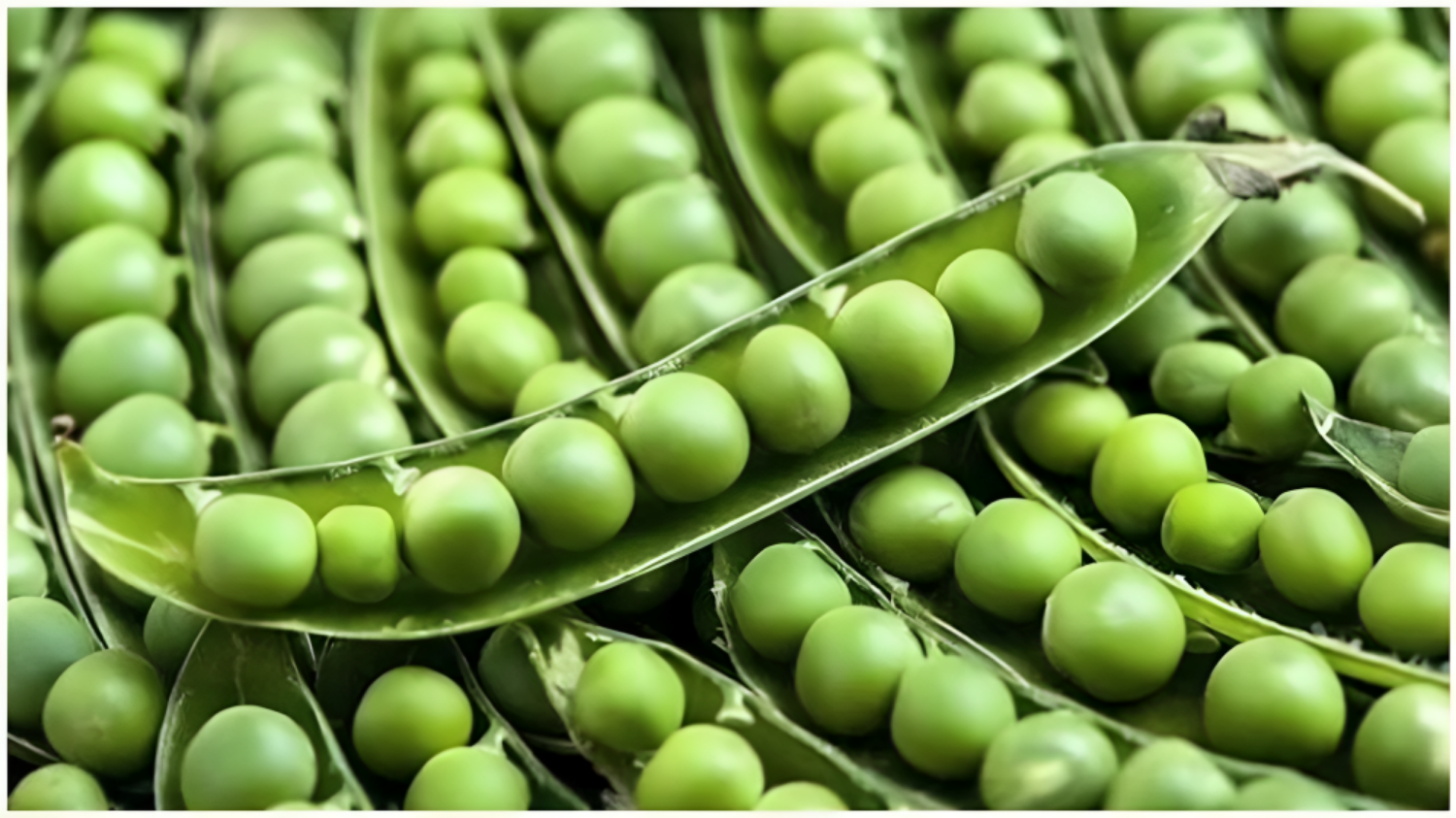 Picture of Instead of throwing pea shoots into compost, use them in the kitchen garden