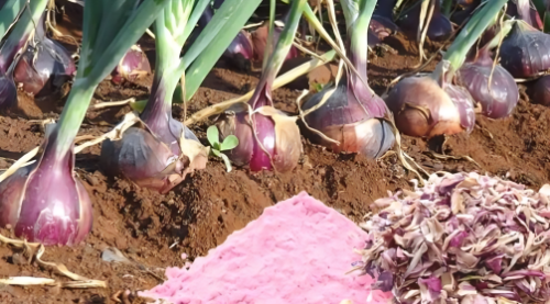 Picture of Farmers do these farming activities along with disease and pest control to get more production in onion-garlic and plantain crops