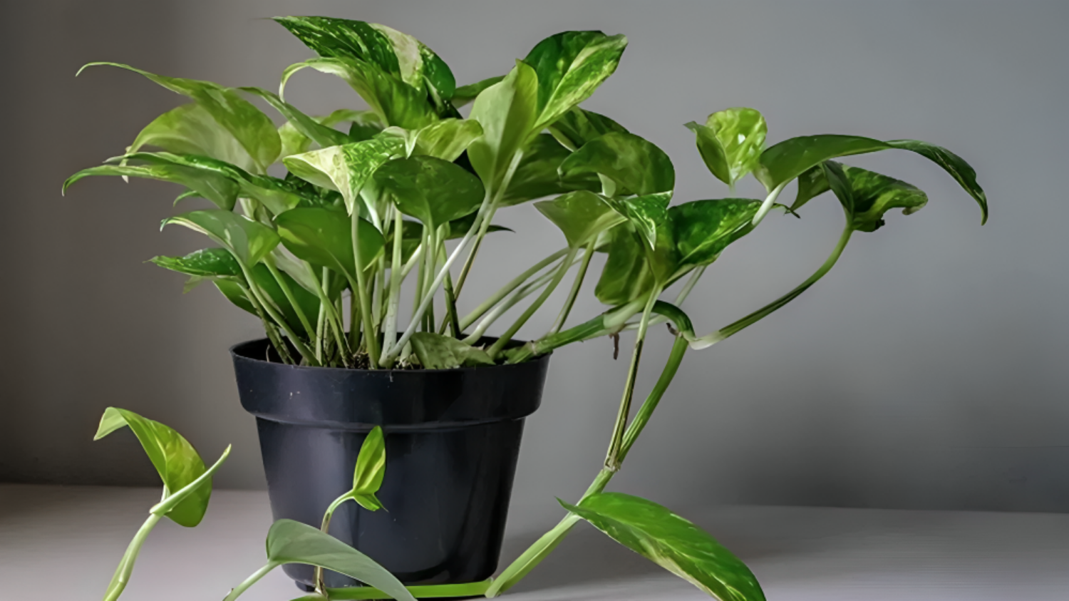 Picture of Know when and how much to water the money plant, if you follow these tips, the leaves will not turn yellow