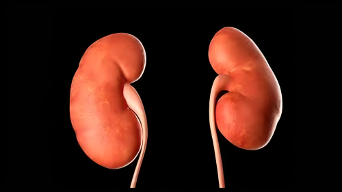 Picture of World Kidney Day 2024: Increased creatine levels can lead to kidney failure, know how to control it?