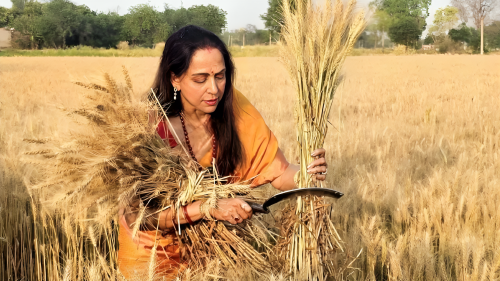 Picture of Hema Malini Trolled: Kanjivaram saree, bare hair, act of harvesting crops in the field, people trolled the 'dream girl'