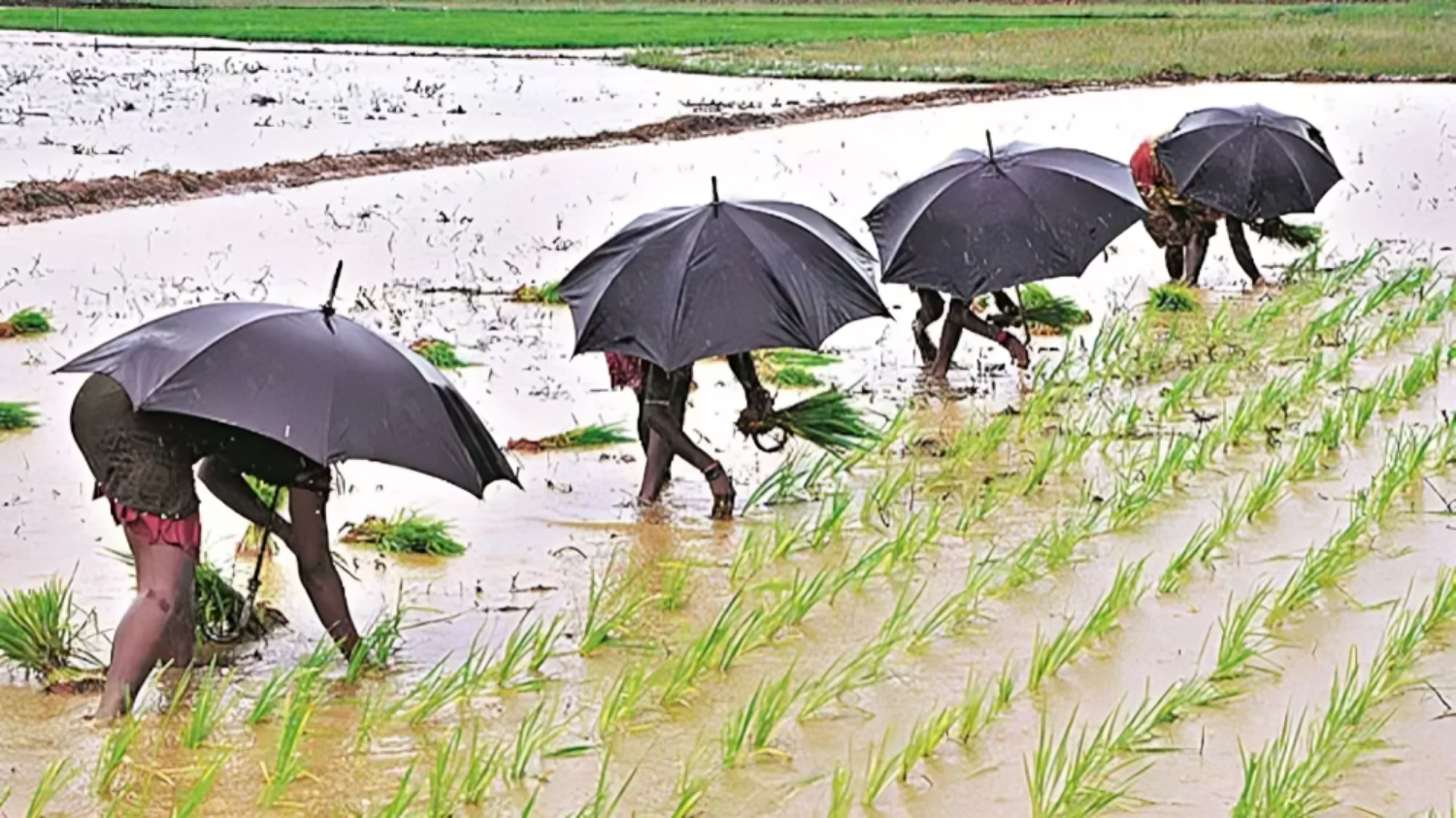 Picture of Unseasonal rain forecast in Gujarat, Agriculture Director appeals to farmers to take precautionary measures