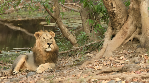 Picture of Make a plan to go to Sasan Gir for these 3 days in the month of June, have fun in the mango orchard