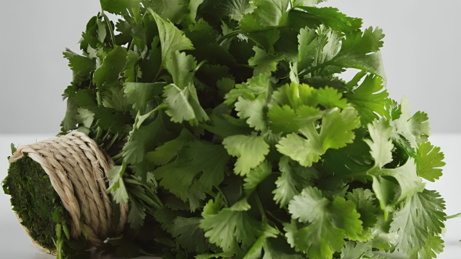 Coriander Health Benefits: These green leaves are the lifeblood of Kathiawadi people, use green coriander by making a sauce like this. की तस्वीर