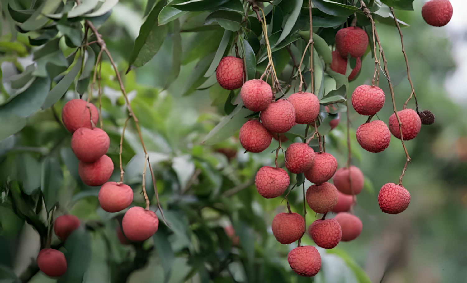 Earn Millions by Farming Chinese Lychee, Learn How to Get the Yield की तस्वीर