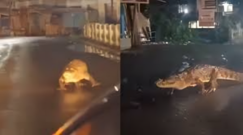 Picture of Maharashtra: After heavy rain, a huge crocodile appeared on the road of Ratnagiri, people were scared to see it, watch the video